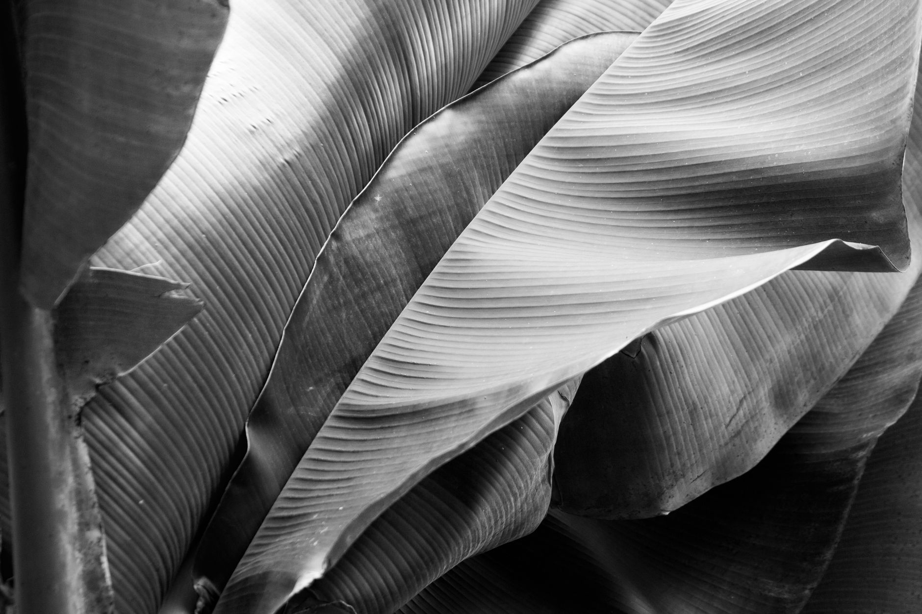 Artistic black and white photo capturing detailed texture of banana leaves.