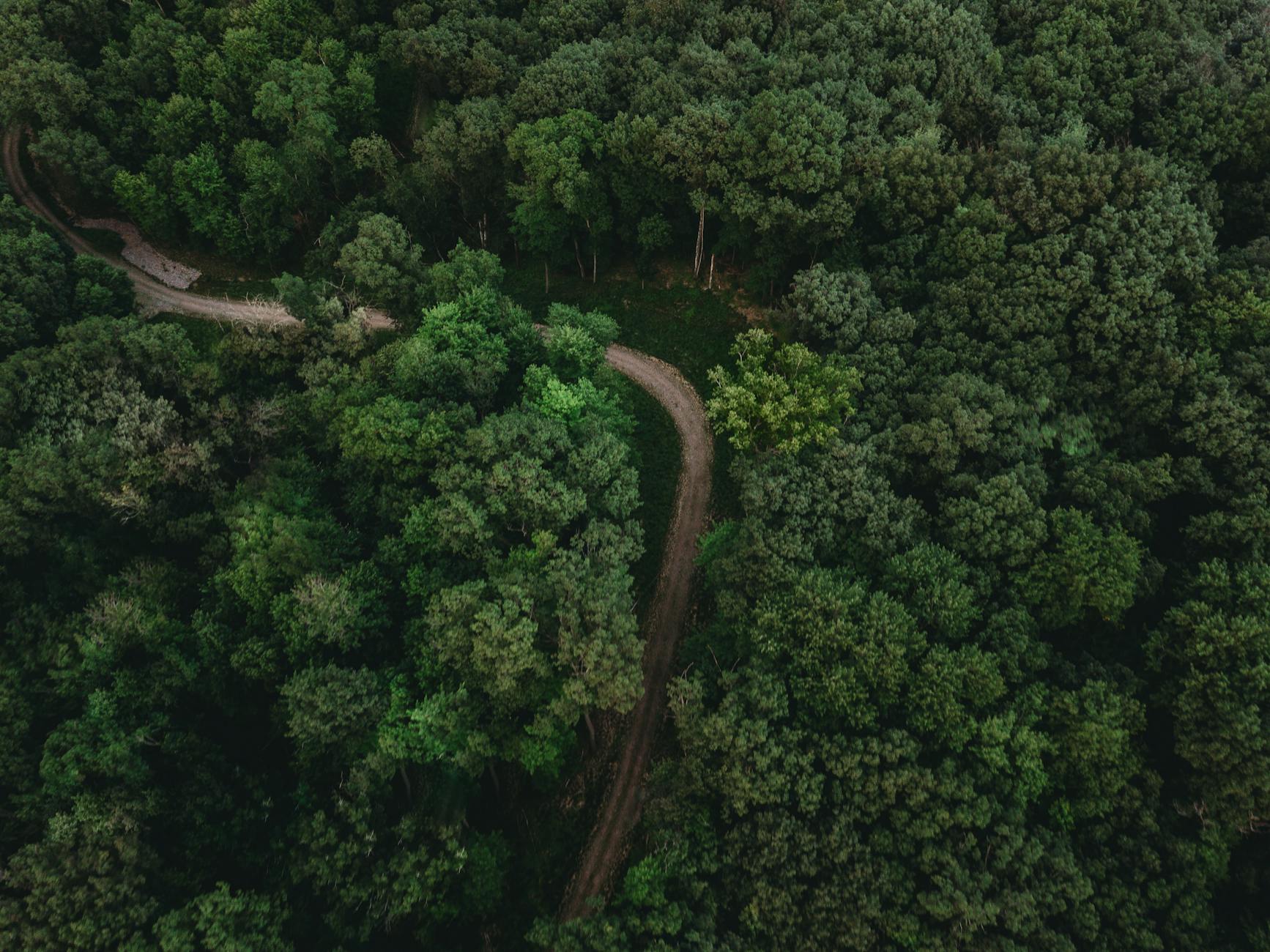Breathtaking aerial shot of a dense green forest with a winding dirt road in Wisconsin Dells, WI.