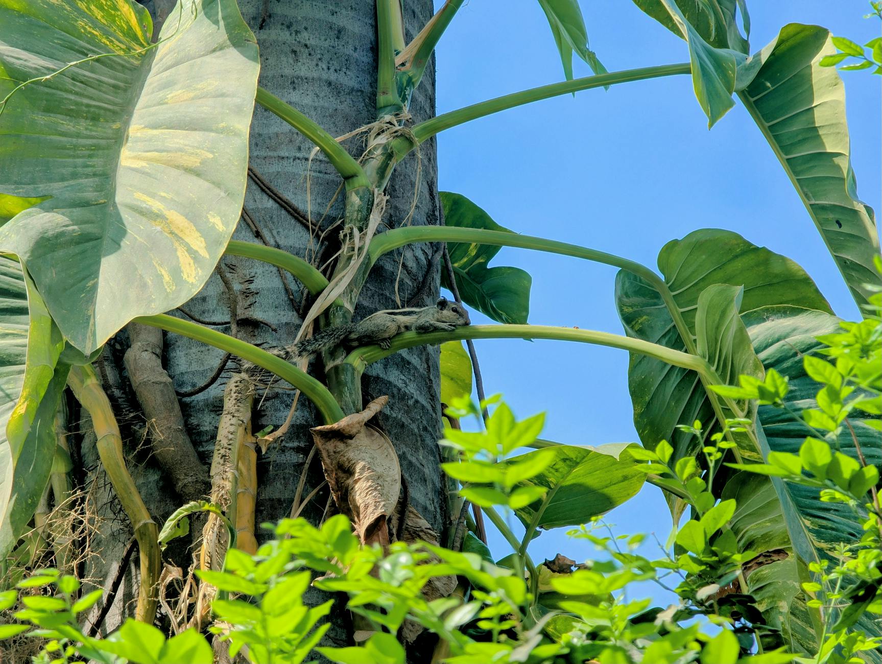 Close-up of a tropical tree with vibrant green leaves set against a clear blue sky.