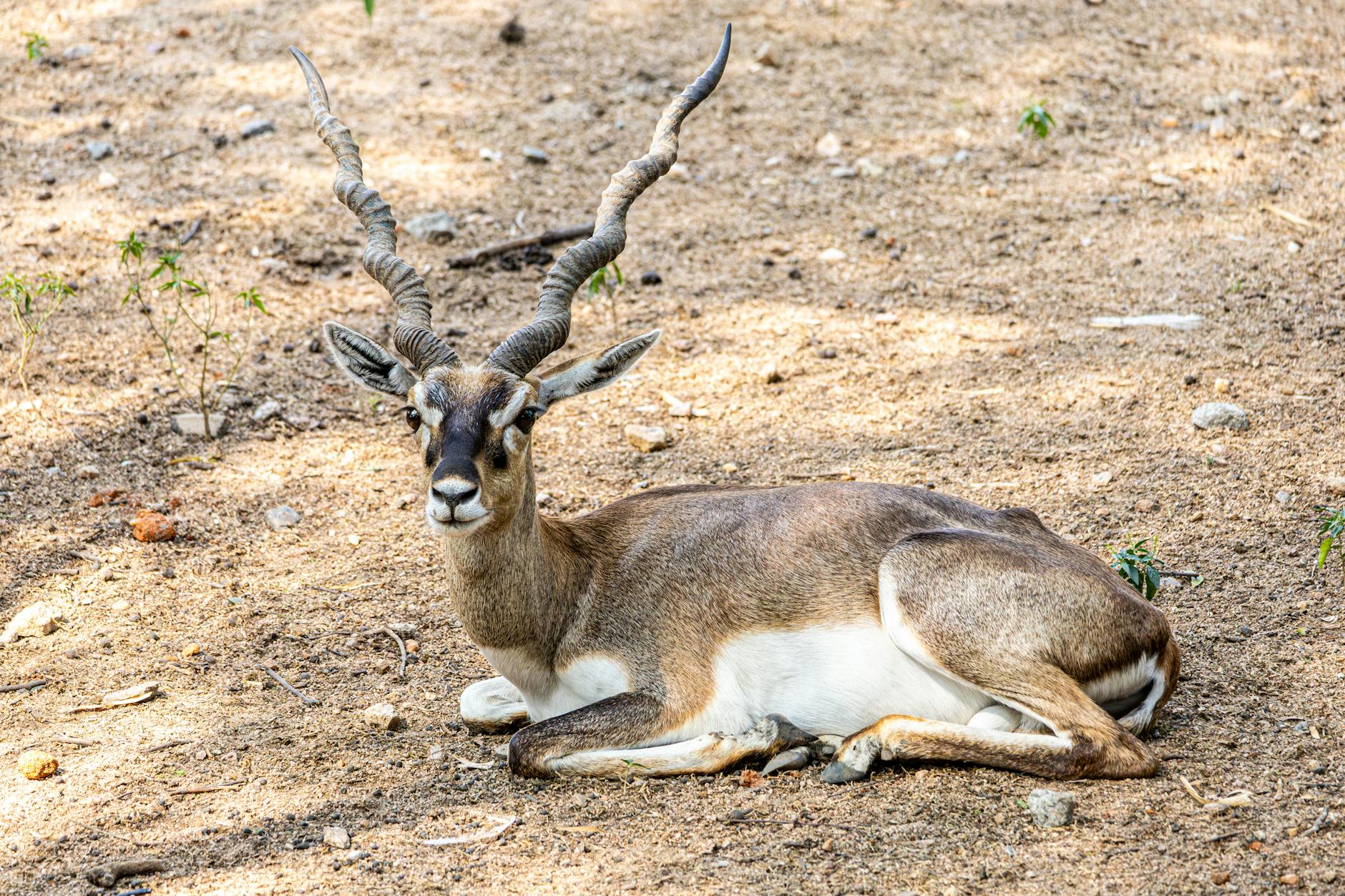 Majestic blackbuck antelope with spiral horns resting in a sunlit natural setting.