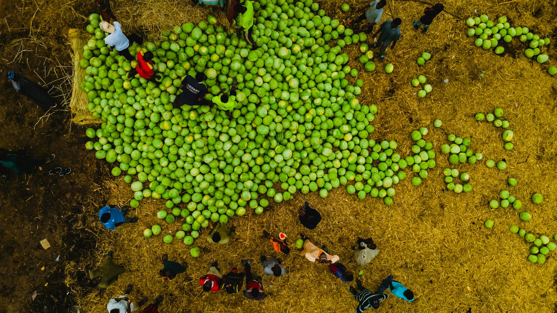 Aerial shot of a group of people harvesting watermelons in Abuja, Nigeria. Vibrant and lively scene.