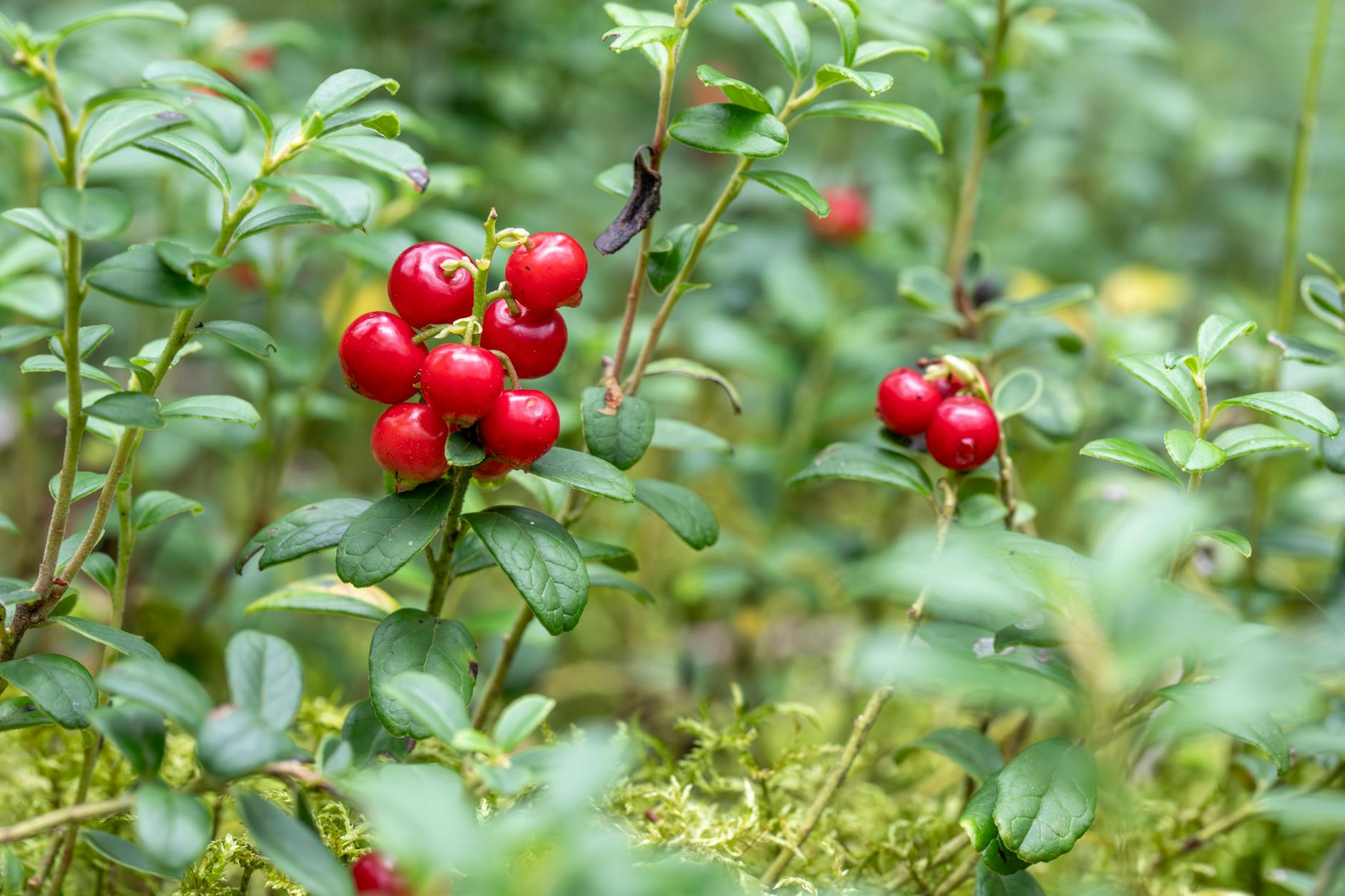Close-up of ripe red lingonberries on plants in natural outdoor setting.