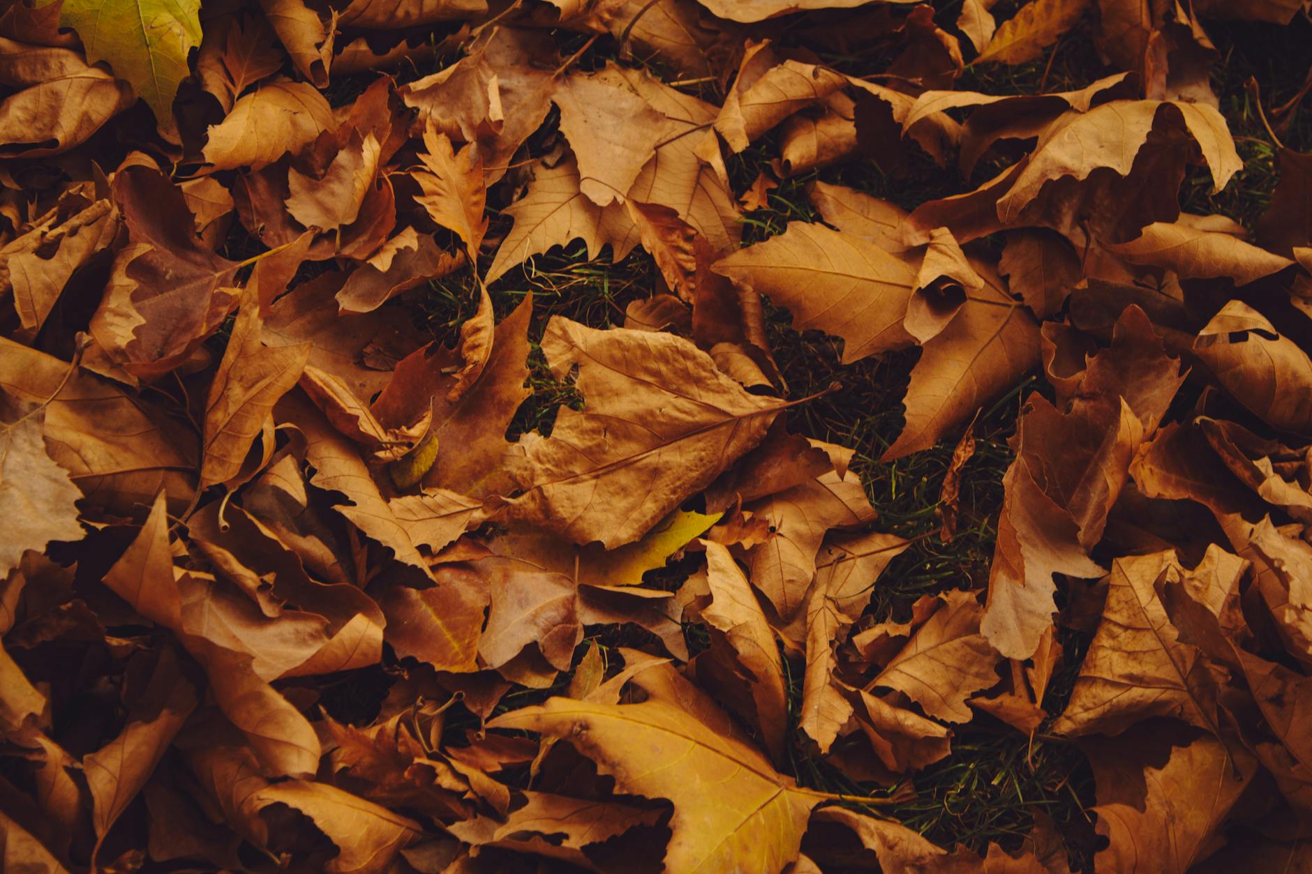 Close-up of fallen autumn leaves highlighting the warm, earthy tones of fall.