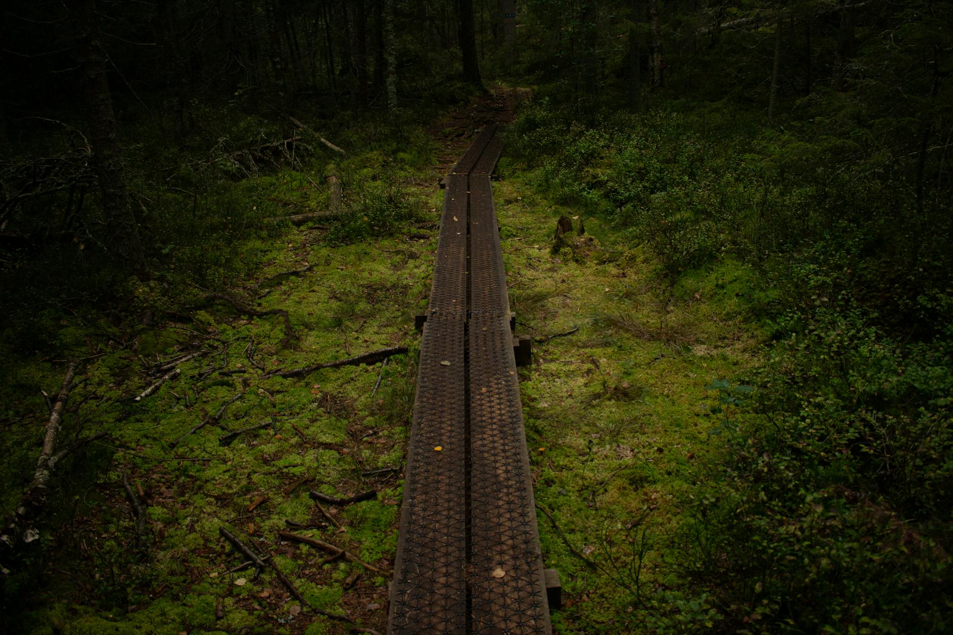 An atmospheric forest walkway in lush greenery, Sweden.