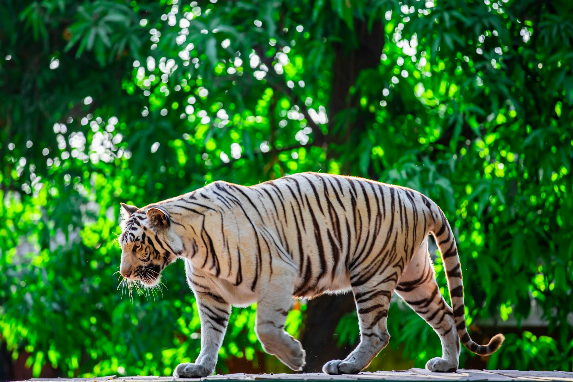 A striking white tiger moving gracefully against a backdrop of vibrant green foliage.