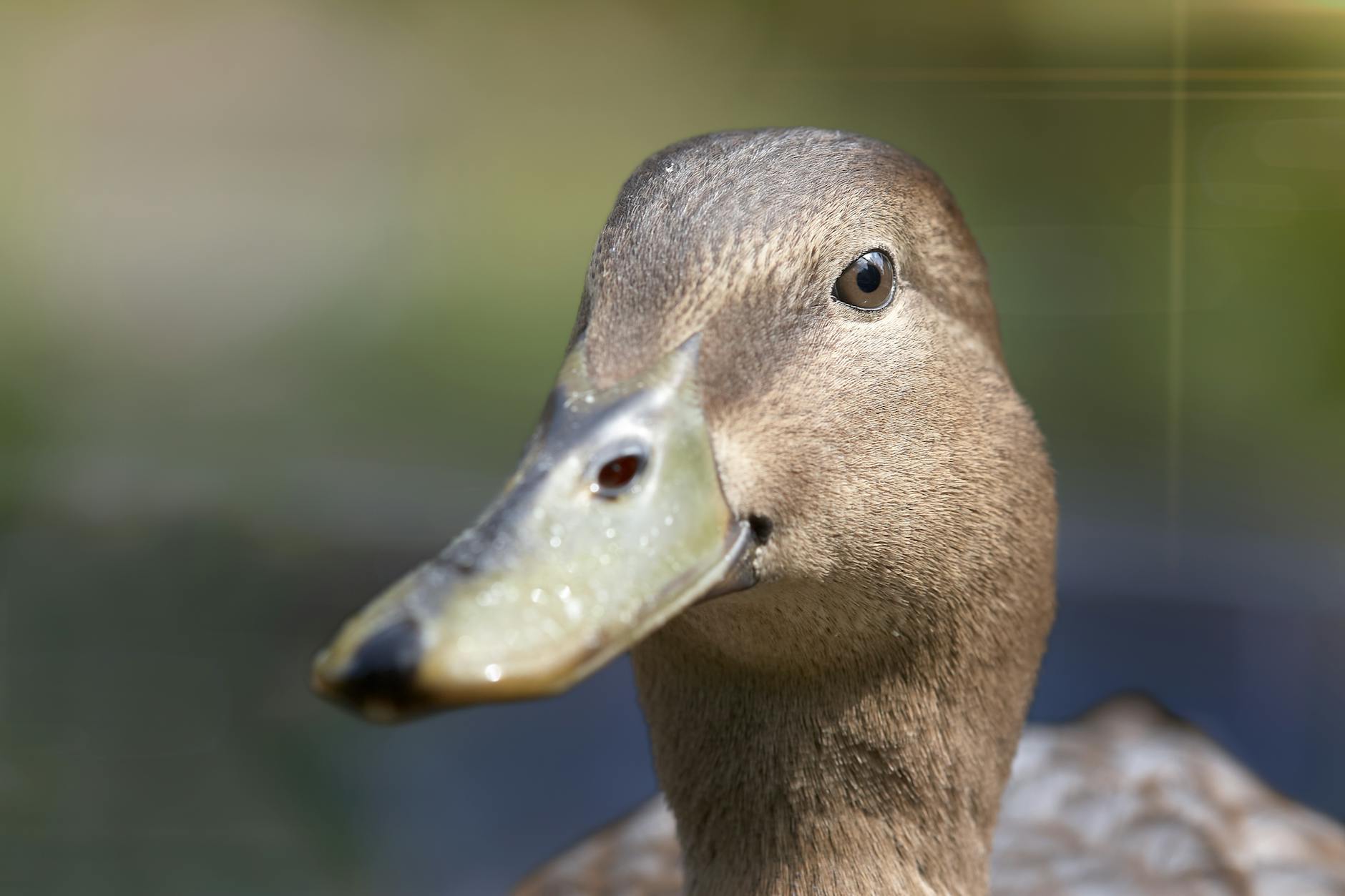 A serene close-up of a brown duck in a natural outdoor setting, showcasing detailed feathers and eye.