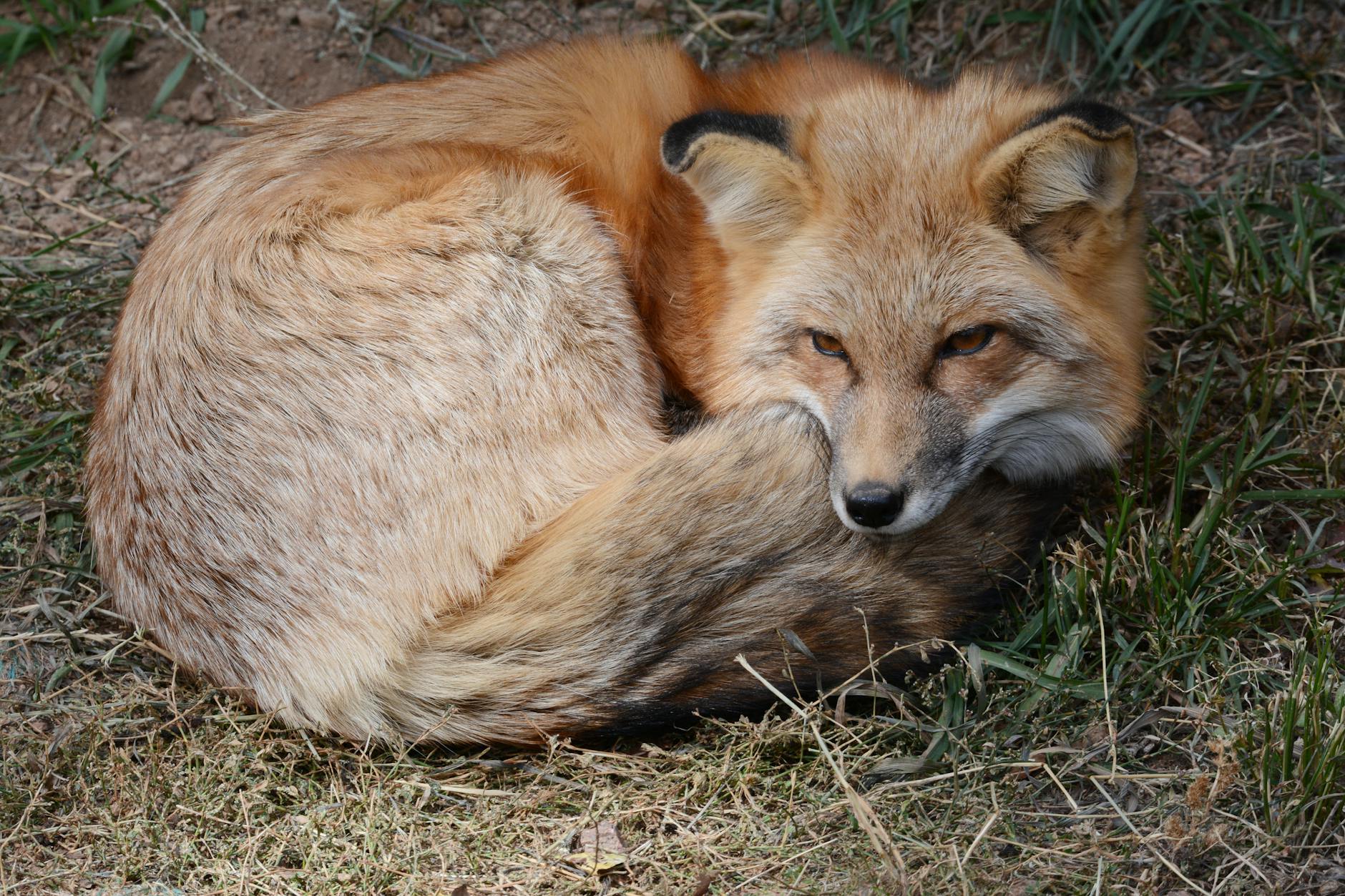 A beautiful red fox resting on dry grass in Manitou Springs, Colorado.