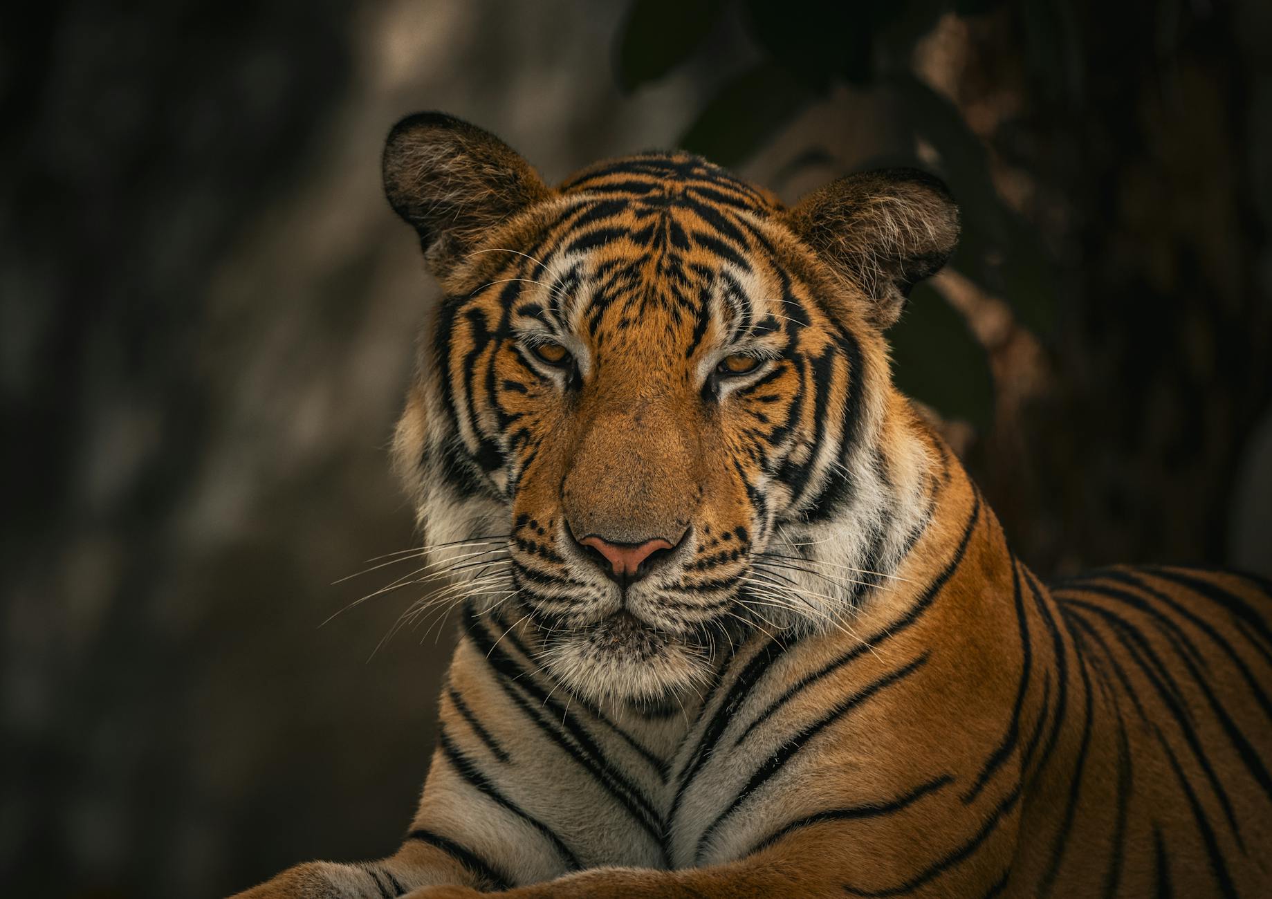 Close-up portrait of a Bengal tiger (Panthera tigris tigris) in its natural habitat, showcasing its striking stripes.