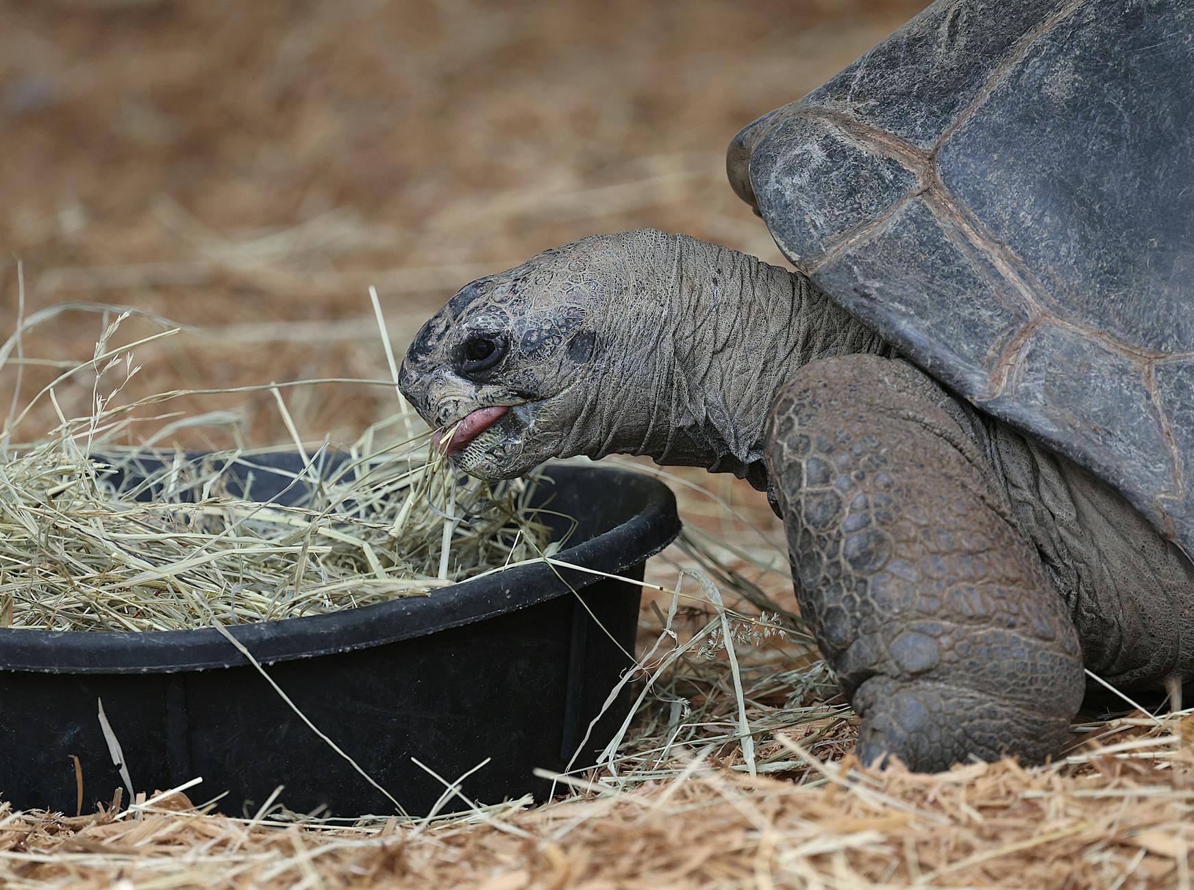 Close-up of a giant tortoise consuming hay in a black feeding tray at a zoo.