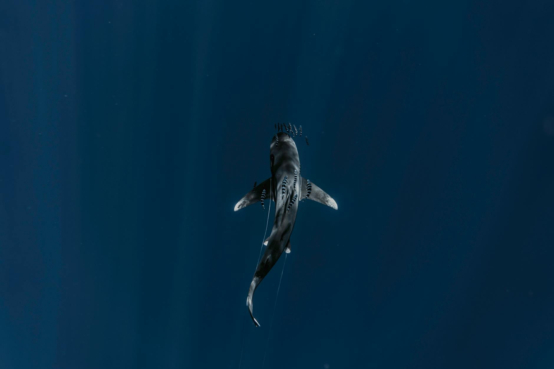 Stunning aerial shot of a shark gliding through deep ocean waters.