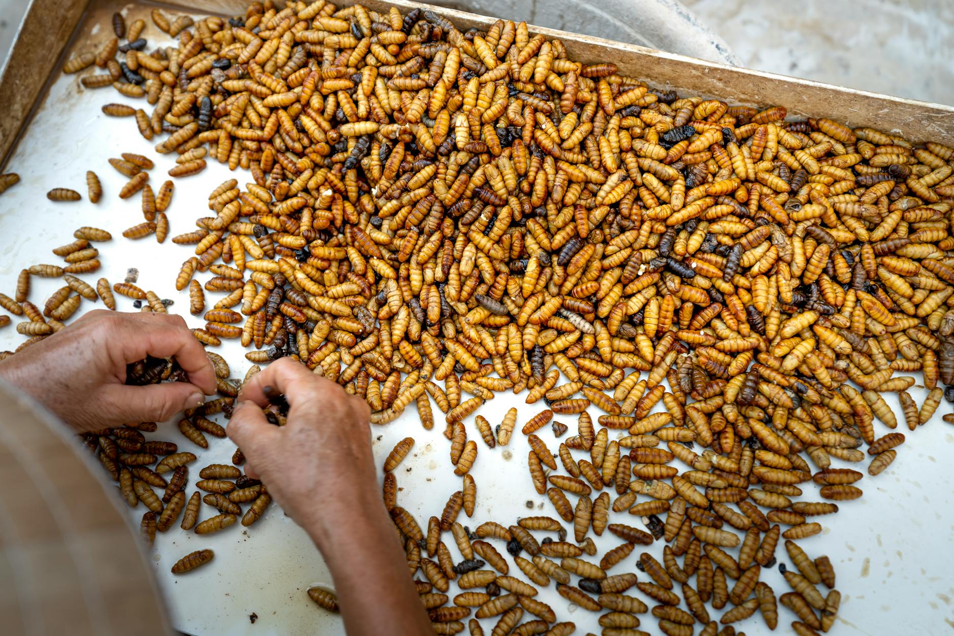 From above of crop person selecting silk moth pupae placed on white cloth in wooden box