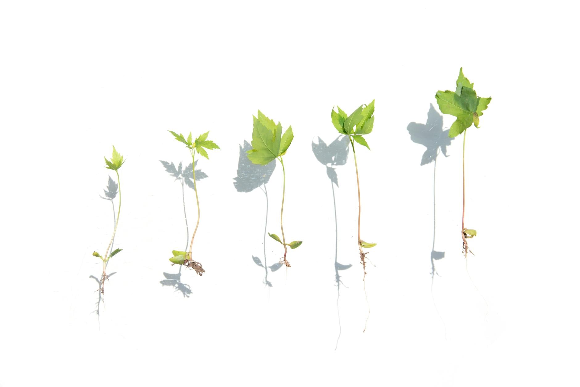 Series of young plant seedlings arranged on white background illustrating growth stages.