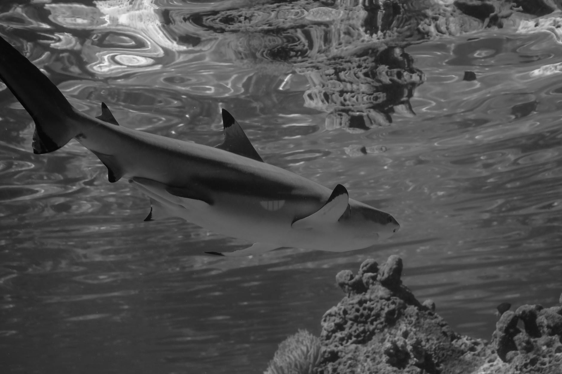 Black and white image of a shark swimming gracefully underwater, showcasing marine life.