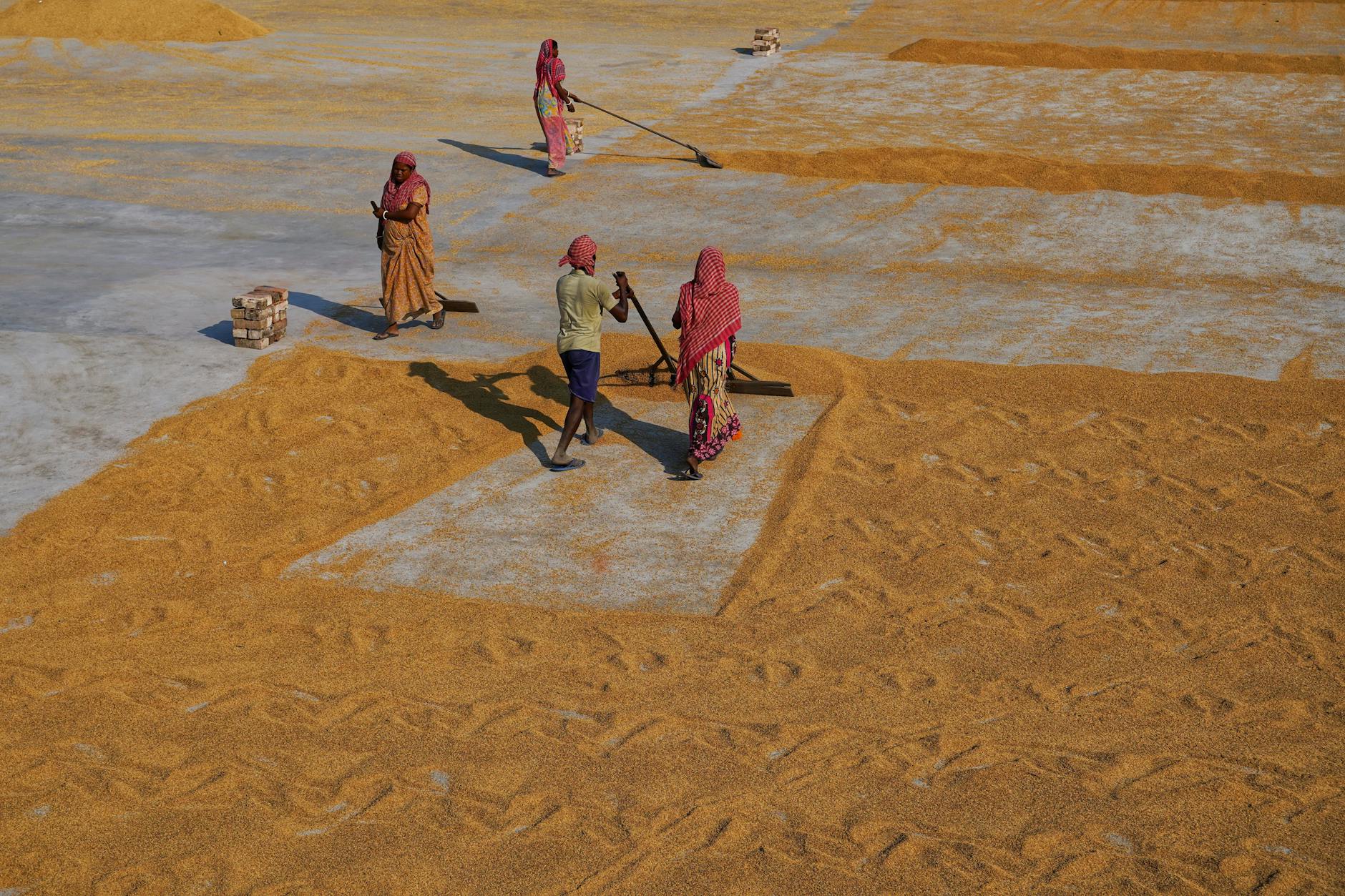 Workers in Habra, India, drying grains under the sun in a rural setting.