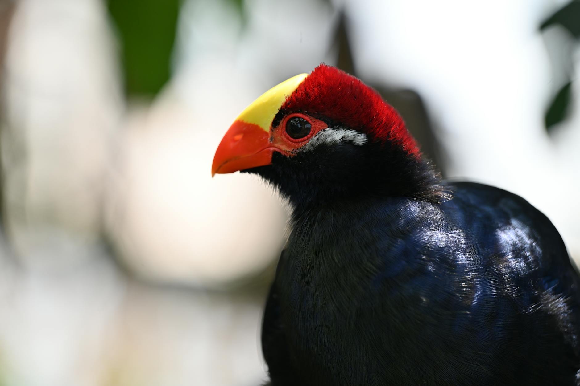 Detailed portrait of a colorful turaco bird in Dubai's serene environment.