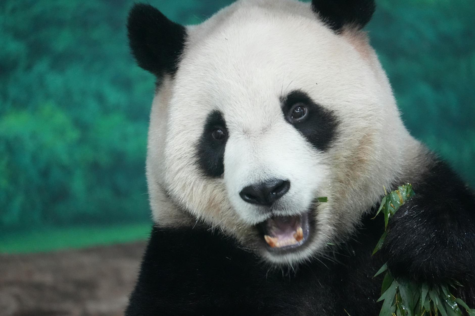 A giant panda enjoying bamboo in a lush green environment at a zoo.