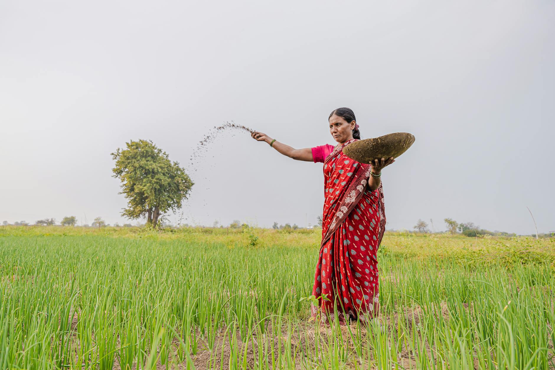 Woman farmer in Nagpur field spreading fertilizer, promoting sustainable farming.