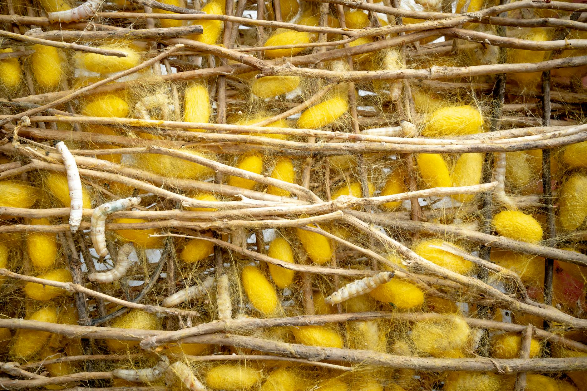 Close-up of vibrant yellow silkworm cocoons entwined with twigs, showcasing silk production.