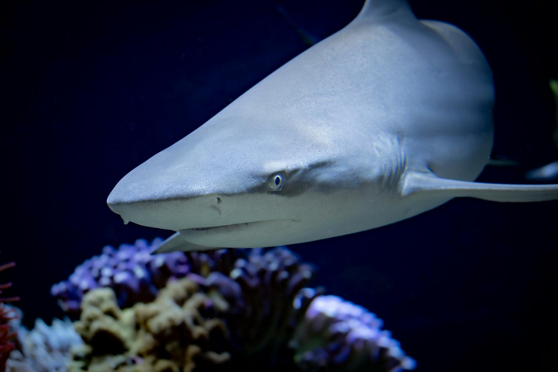 A detailed view of a shark swimming in the depths, showcasing its sleek body and sharp features.