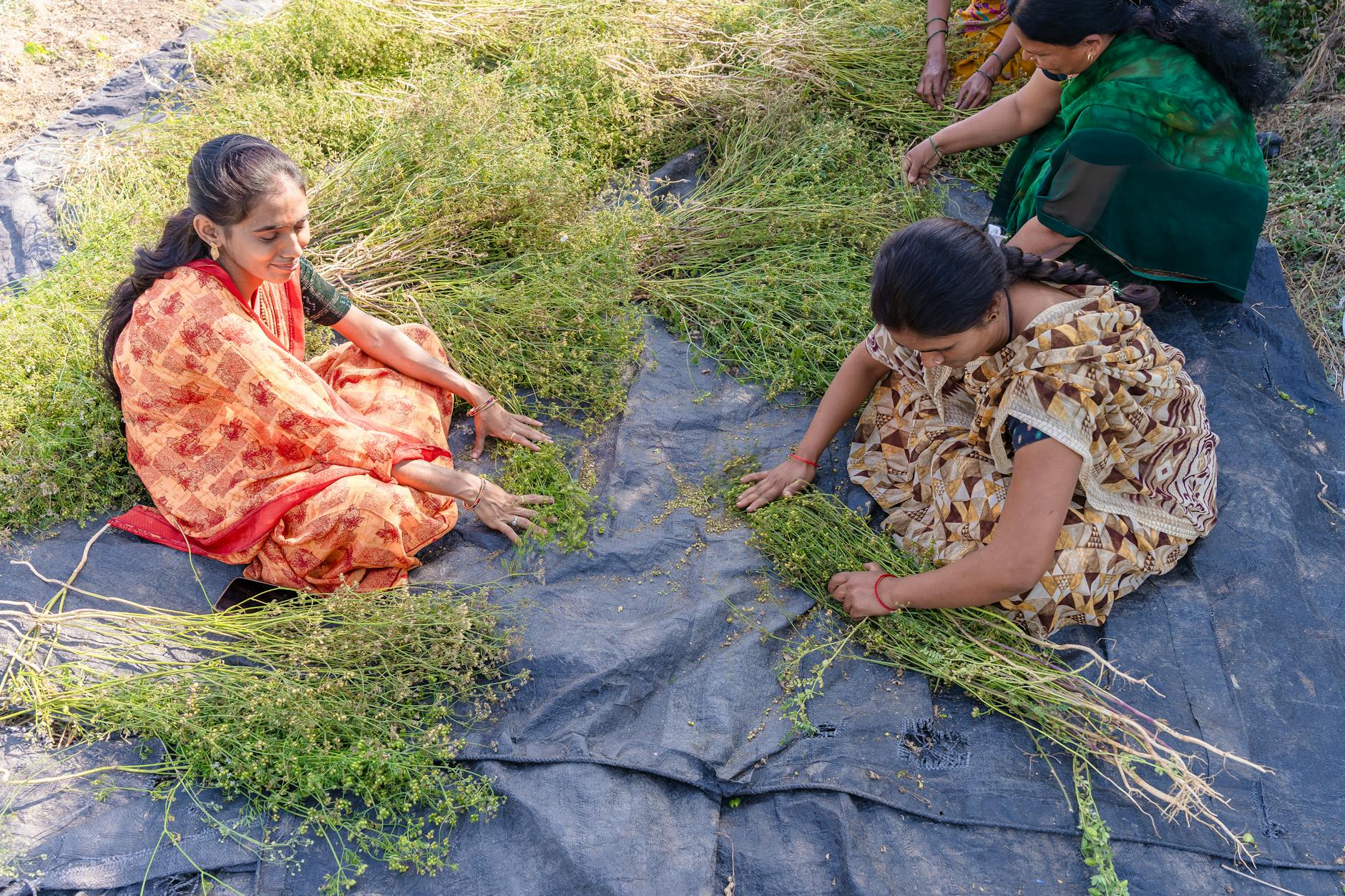 Two rural Indian women harvesting crops in a field in Nagpur, India.