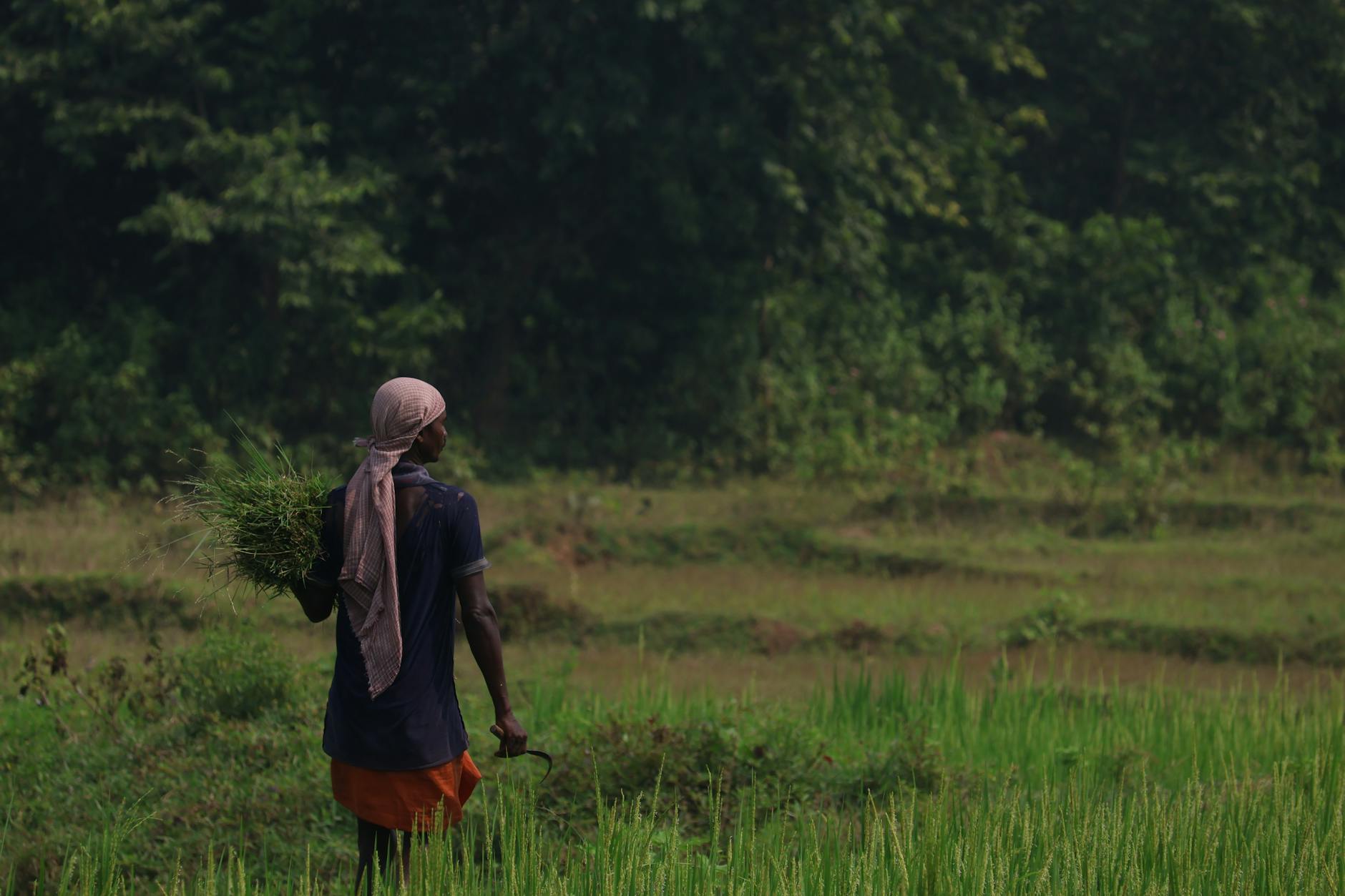 A farmer carrying rice harvest in a vibrant green field, embodying rural agricultural life.